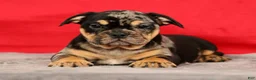 Beabull dogs for sale: Cody - Ad 4