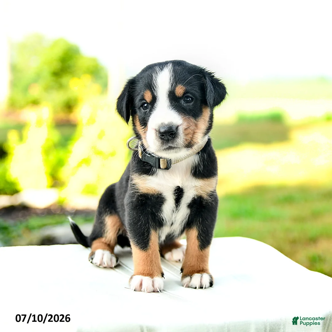 Greater Swiss Mountain Dog dogs for sale: Johanna - Ad 1
