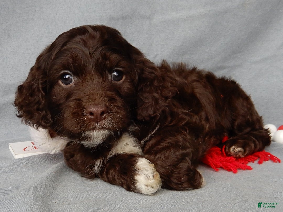 Cockapoo dogs for sale: Lucky - Ad 5