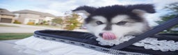 Alaskan Malamute dogs for sale: Xiao Huang - Ad 8