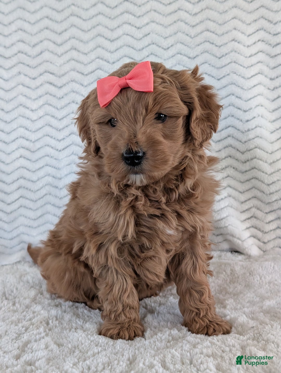Goldendoodle dogs for sale: Bella - Ad 3