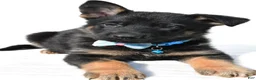 German Shepherd dogs for sale: Lonnie - Ad 4