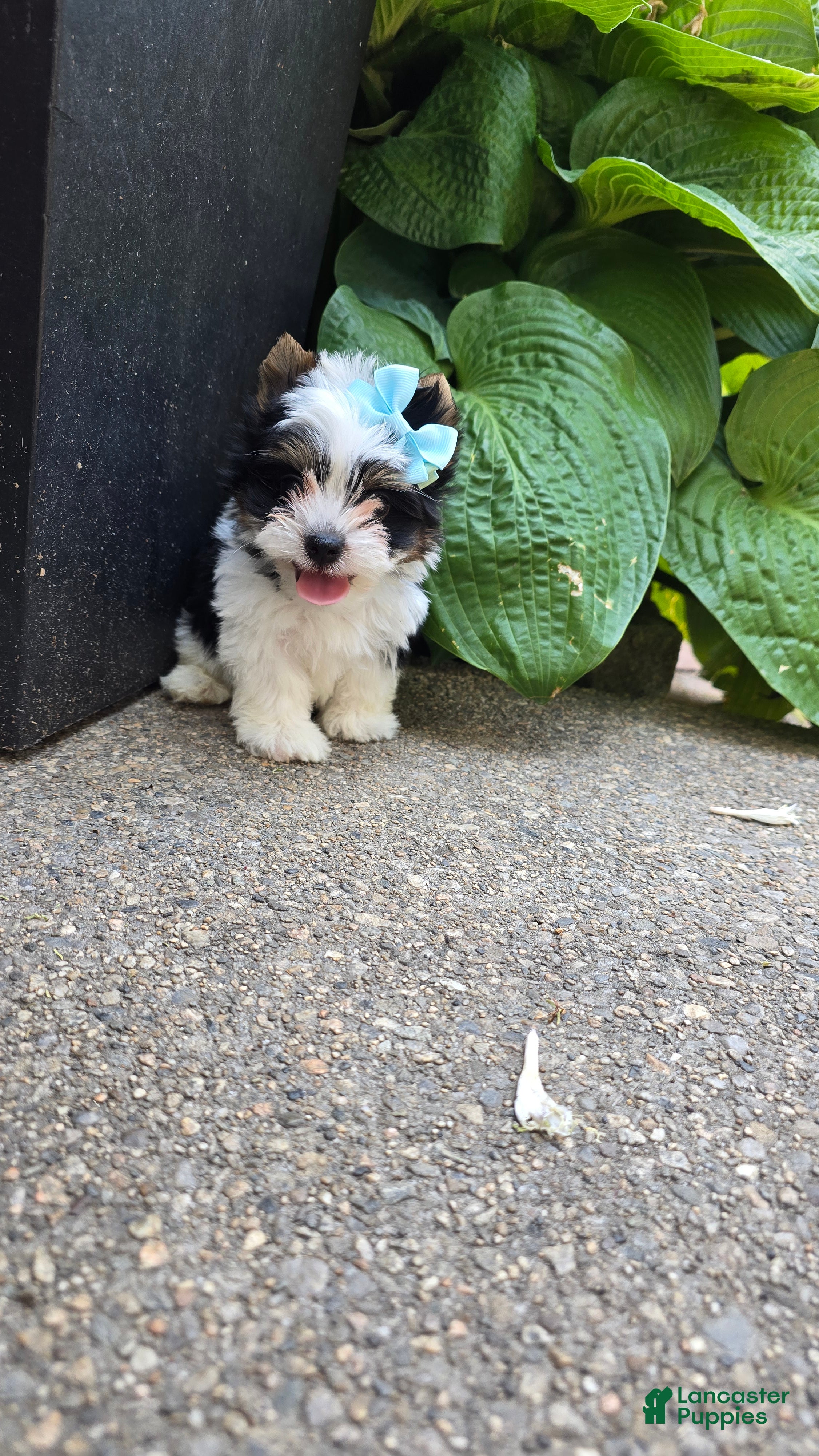 Biewer Terrier dogs for sale: Biewer Terrier 3 - Ad 2