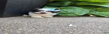 Biewer Terrier 3