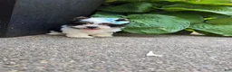 Biewer Terrier dogs for sale: Biewer Terrier 3 - Ad 1