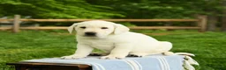 Labrador Retriever dogs for sale: Shamrock - Ad 1