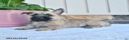 Cairn Terrier dogs for sale: Nolan - Ad 2