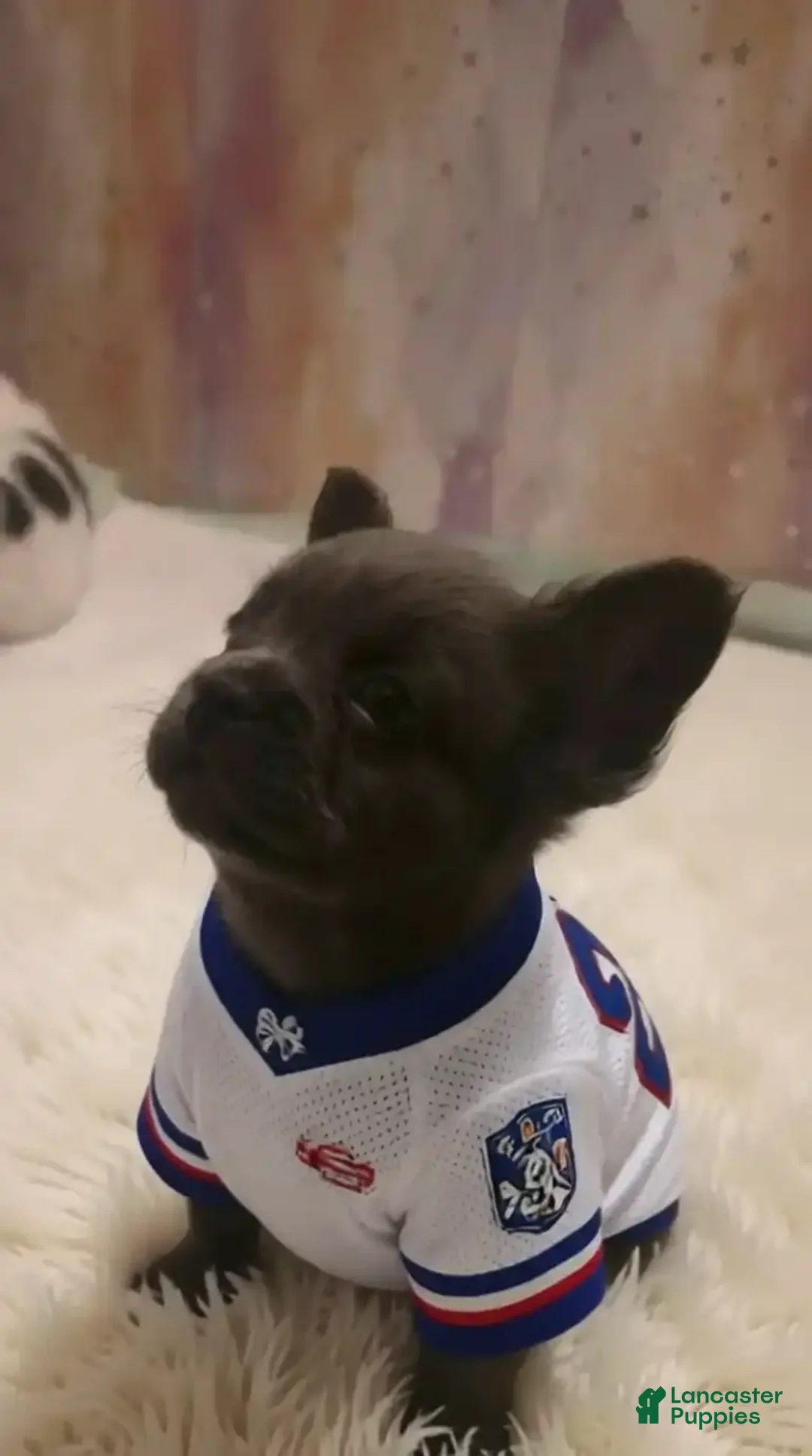 French Bulldog dogs for sale: Peanut - Ad 1