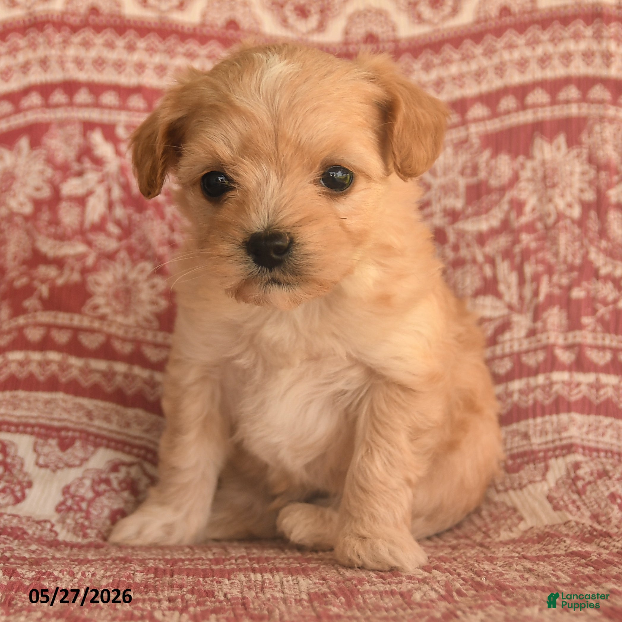 Maltipoo dogs Domino - Ad 2