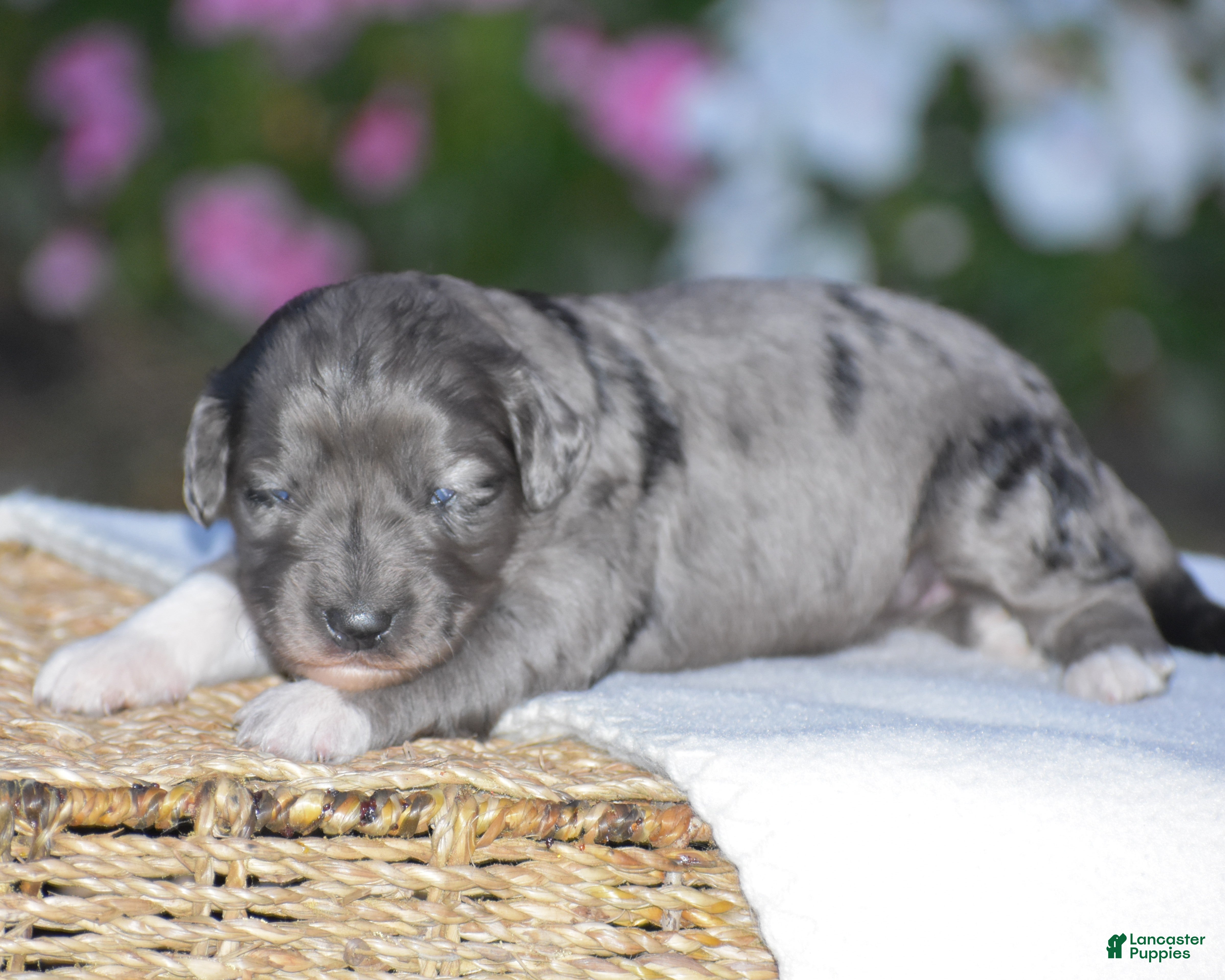 Mini Goldendoodle dogs Harmony - Ad 2