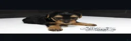 Shorkie dogs for sale: Shorkie 2 (Green Collar) - Ad 2