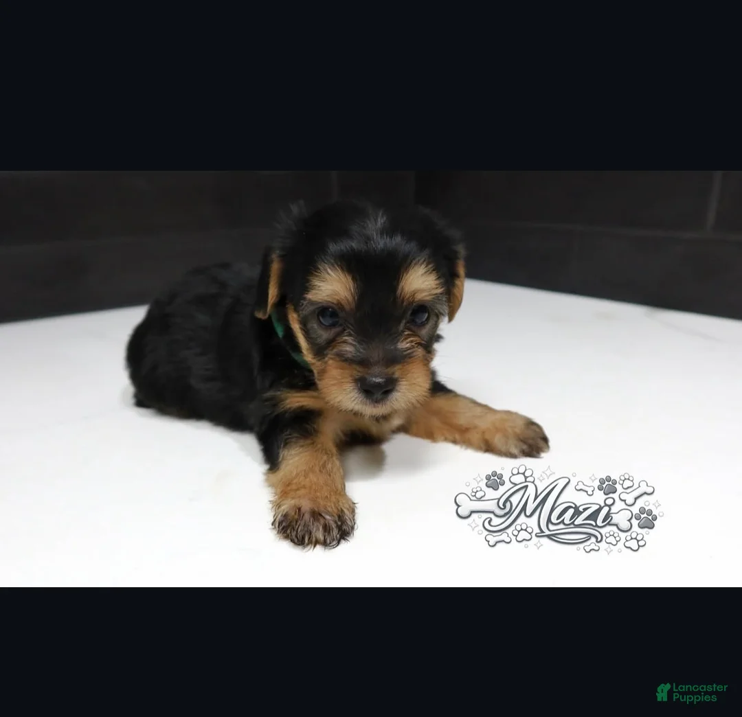 Shorkie dogs for sale: Shorkie 2 (Green Collar) - Ad 2