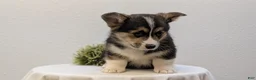 Welsh Corgi Pembroke dogs for sale: Nash - Ad 6