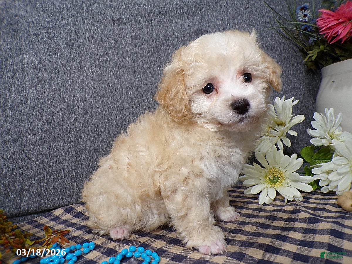 Havapoo dogs Simba - Ad 1