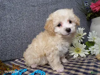 Havapoo dogs for sale: Simba - Ad 3