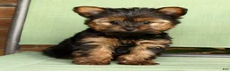 Yorkshire Terrier dogs for sale: Benji - Ad 7
