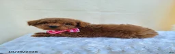 Miniature Poodle dogs for sale: Glenna - Ad 3