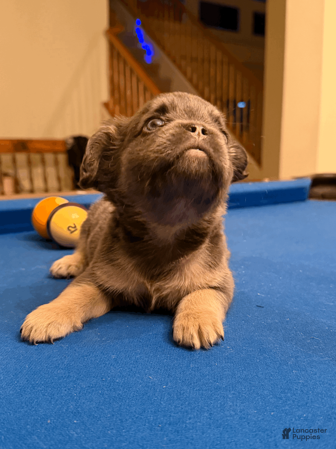 French Bulldog dogs for sale: French Bulldog Puppy 5 - Ad 3