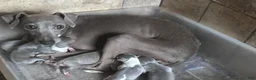 Italian Greyhound dogs for sale: Swan - Ad 7
