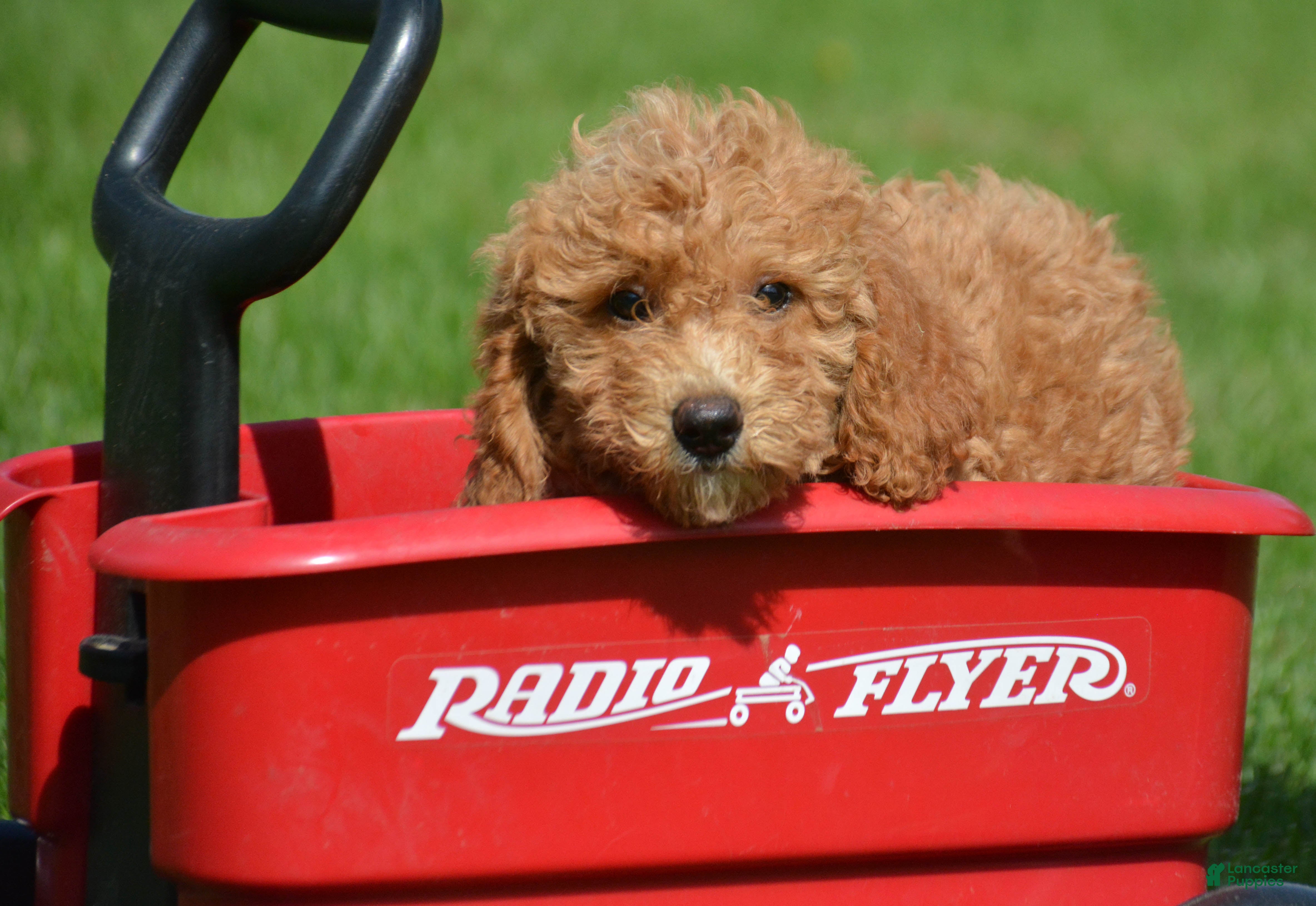 Mini Goldendoodle dogs Daisy Mini Goldendoodle 4 - Ad 1