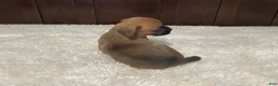 Boxer dogs for sale: Molly - Ad 6