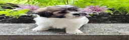Teddy Bear dogs for sale: Sugar - Ad 3
