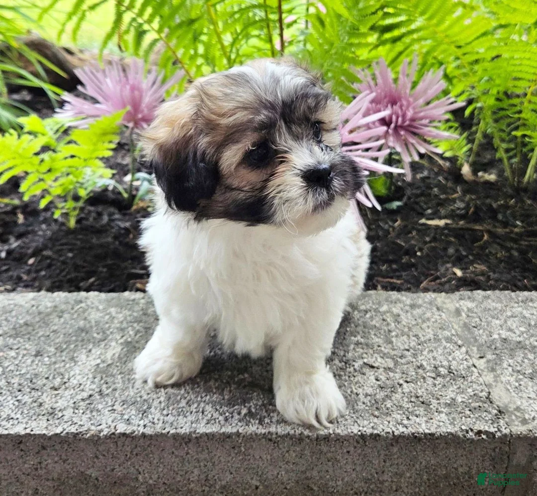 Teddy Bear dogs for sale: Sugar - Ad 3