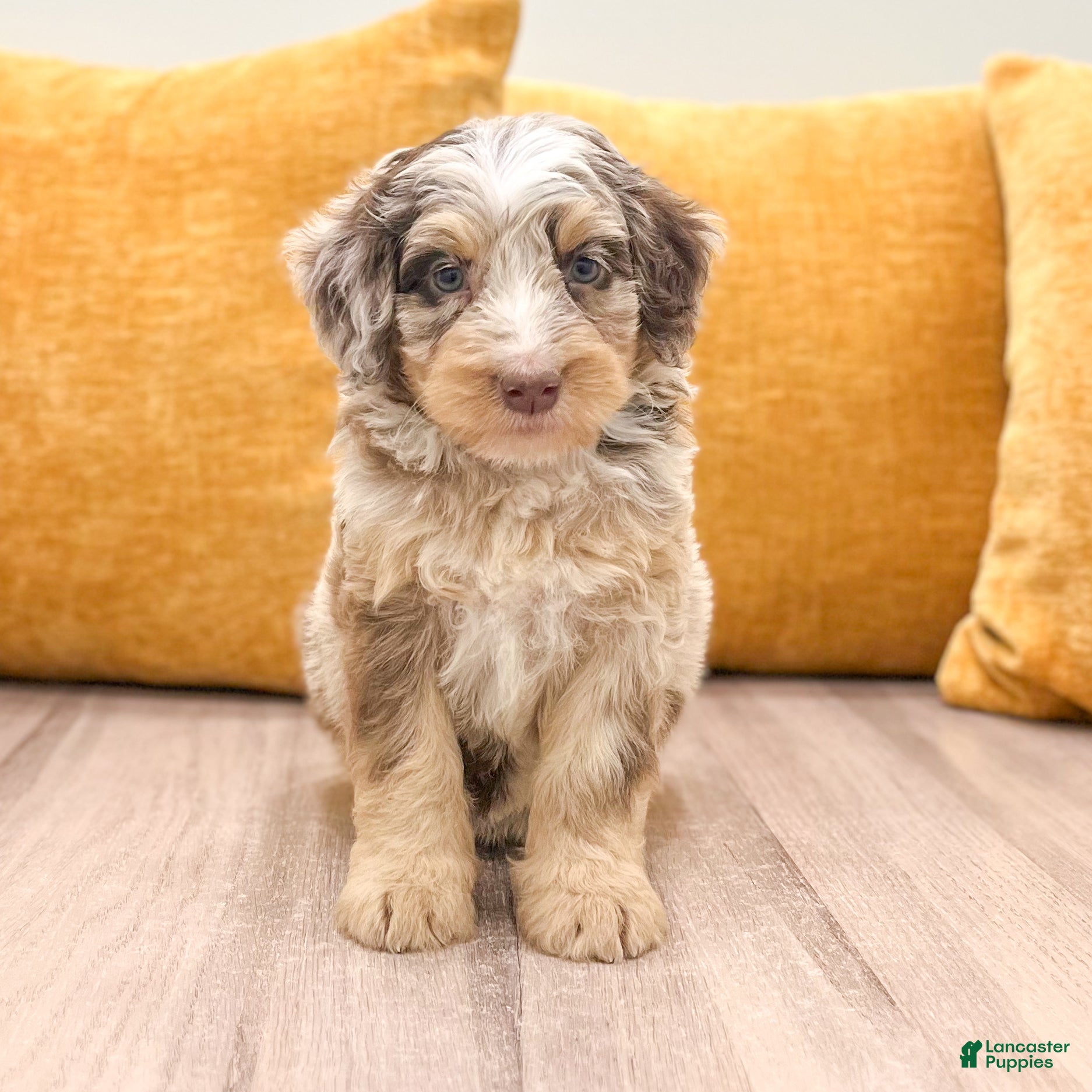 Mini Bernedoodle dogs Willow - Ad 2