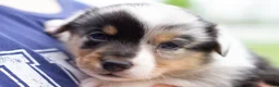 Mixed Breed dogs for sale: Jasper  - Ad 5