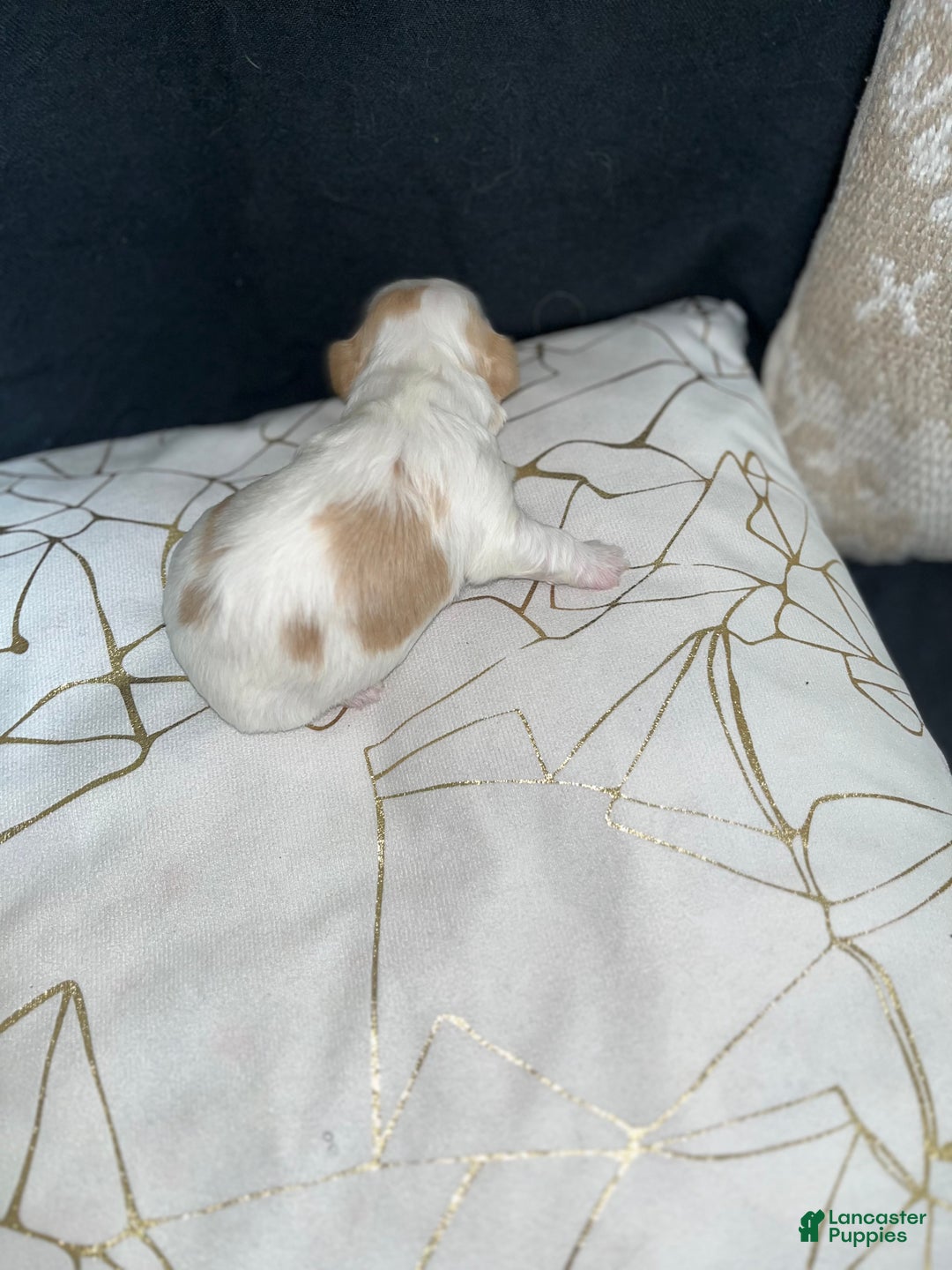 Shih Tzu dogs for sale: Daisy - Ad 3