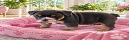 English Bulldog dogs for sale: Blue Princess - Ad 5