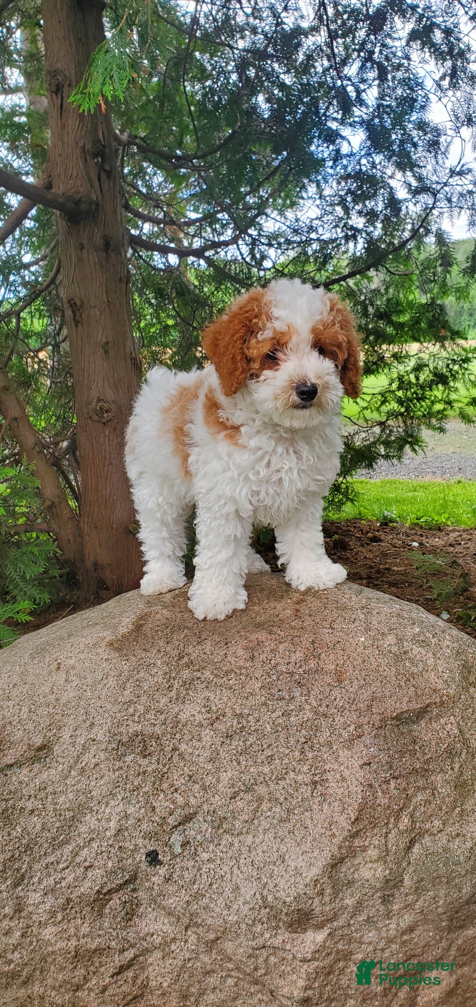 Toy Poodle dogs Riley - Ad 2