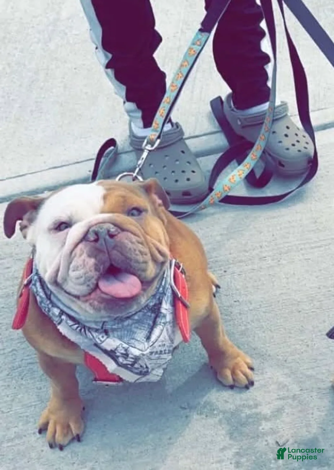 English Bulldog dogs for sale: Nani - Ad 3