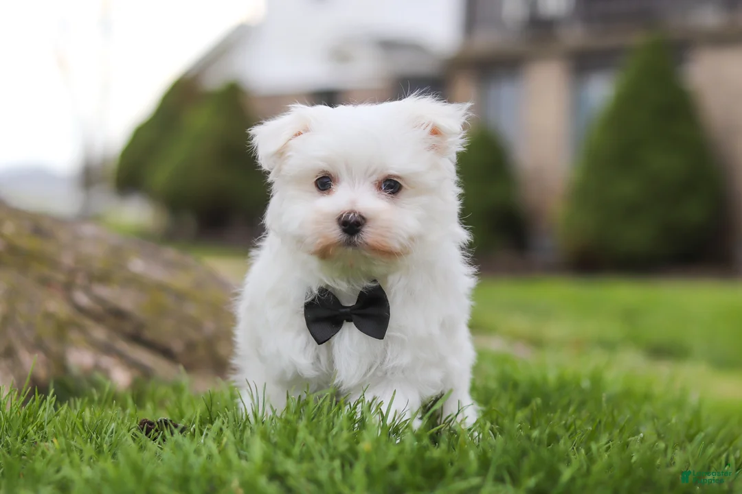 Maltese dogs for sale: Jeriah - Ad 1