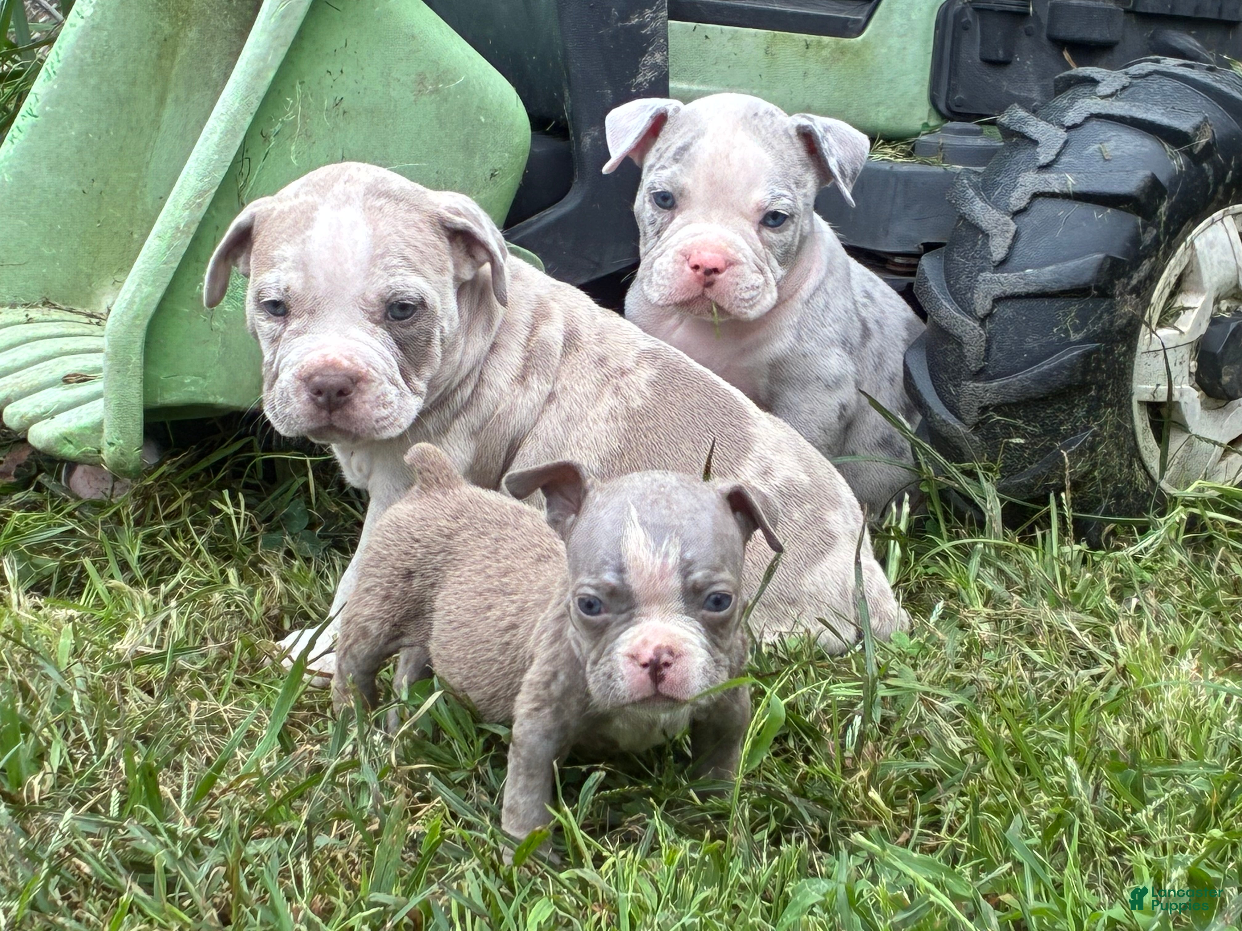 Olde English Bulldogge dogs Olde English Bulldogge 6 - Ad 2
