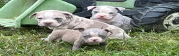 Olde English Bulldogge dogs for sale: Olde English Bulldogge 6 - Ad 6