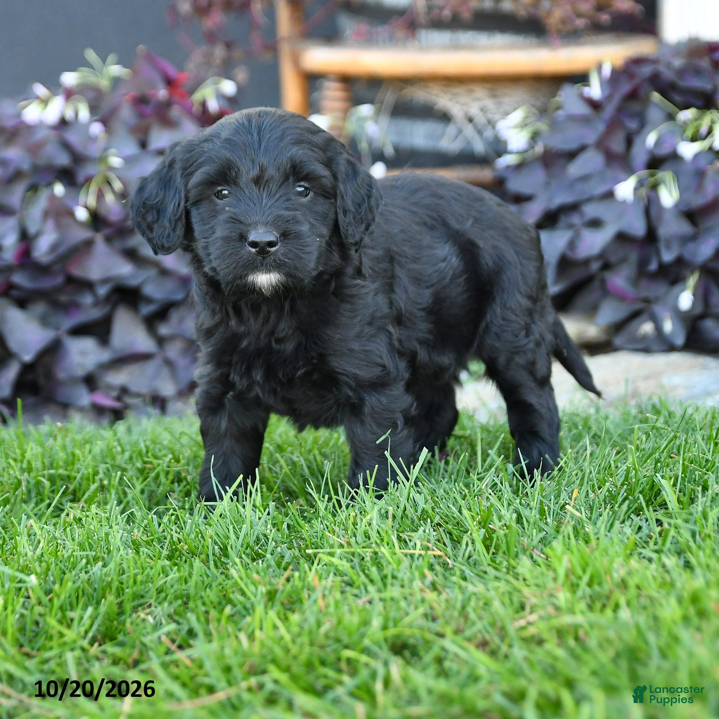 Mixed Breed dogs Crystal - Ad 1