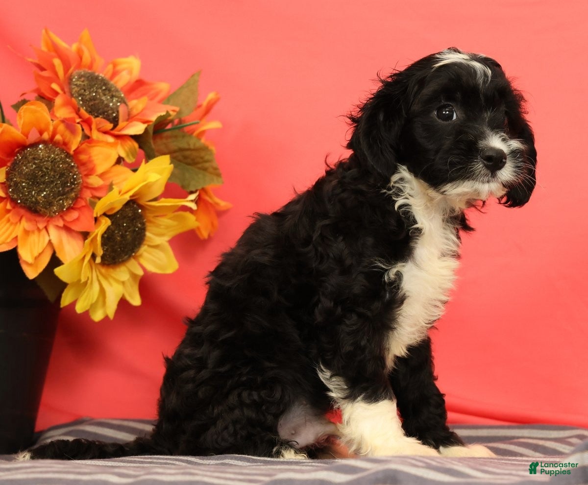 Cavapoo dogs Victor - Ad 2