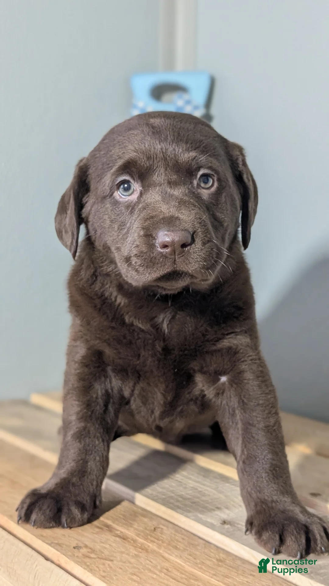 Labrador Retriever dogs for sale: Jewel - Ad 2