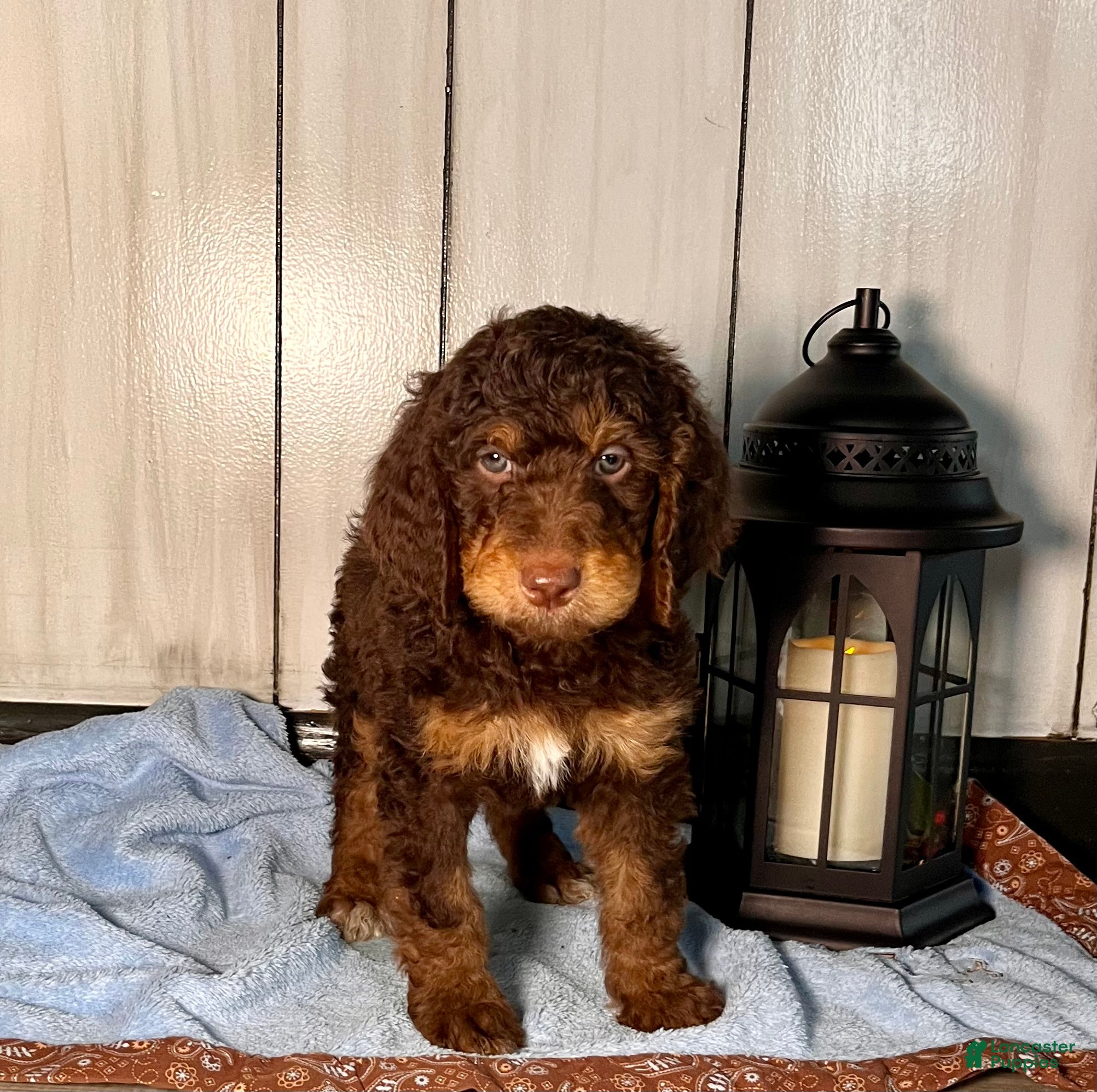 Standard Poodle dogs Milo❤️🐾AKC Genetic Tested ❤️6108066386 - Ad 35