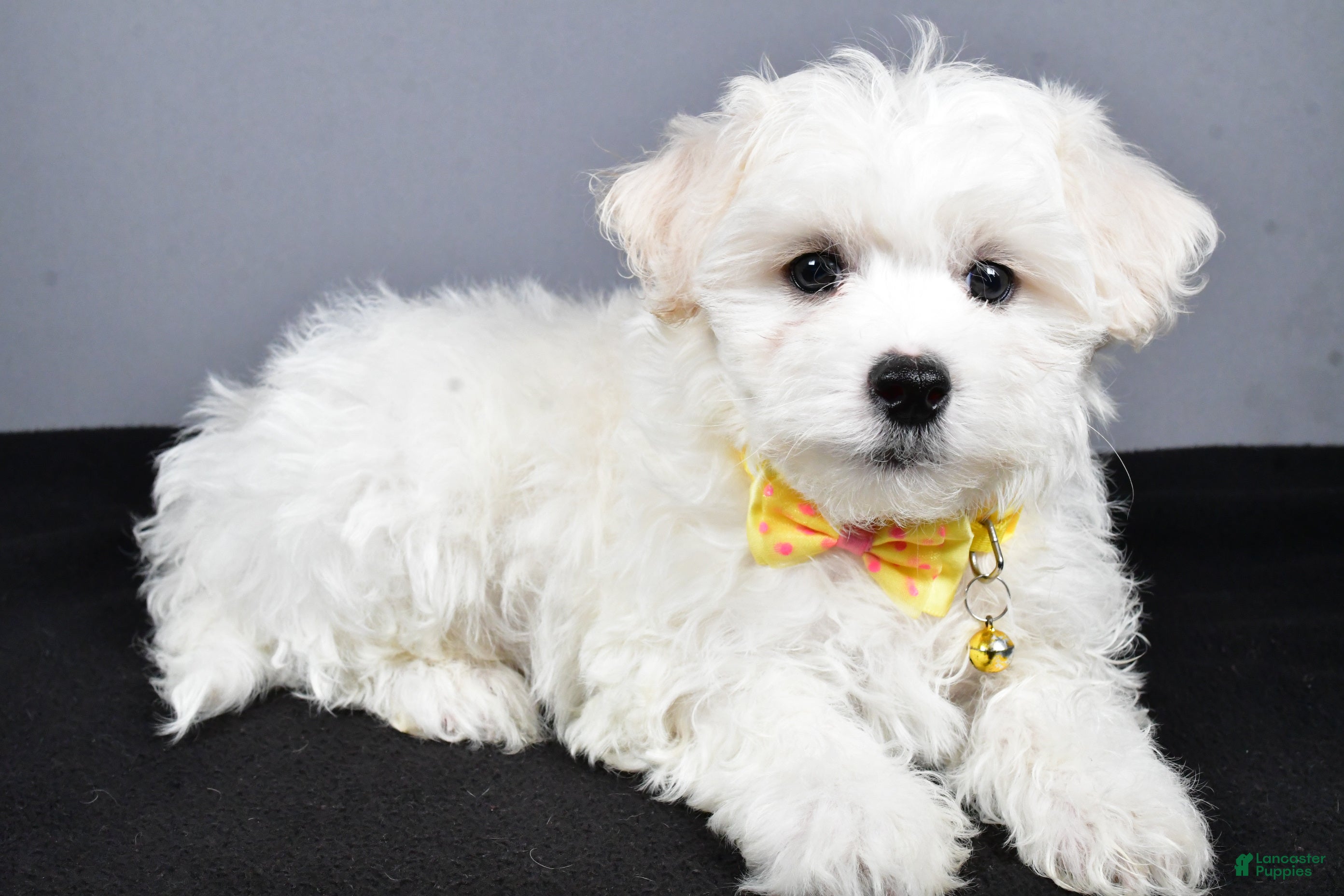 Maltipoo dogs Lennie - Ad 24