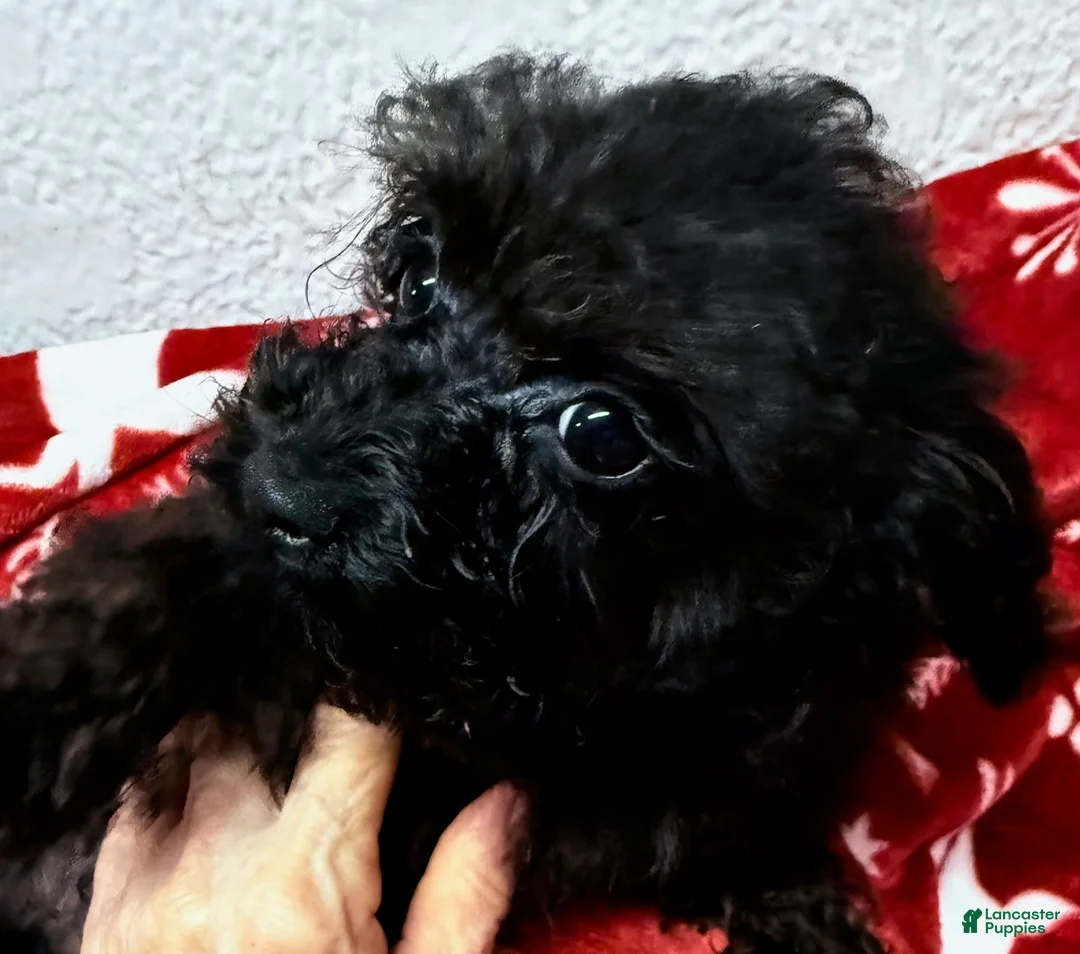 Toy Poodle dogs for sale: Raven - Ad 2