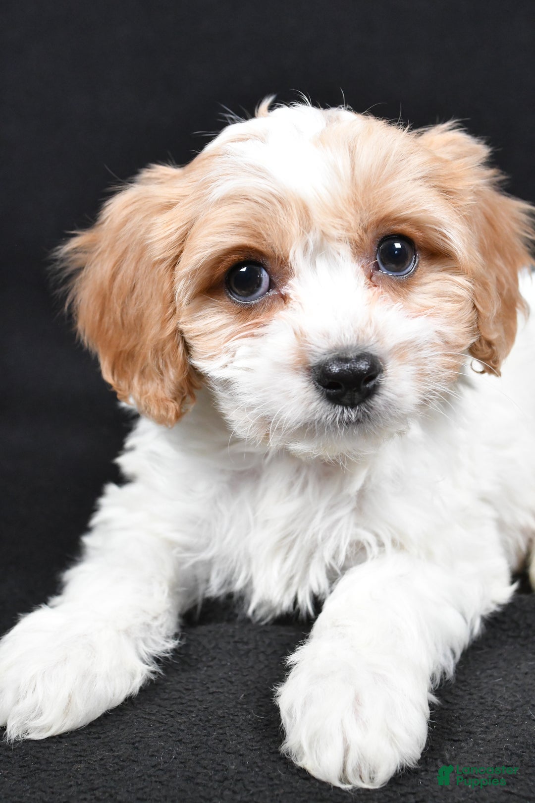 Cavachon dogs for sale: Oscar - Ad 3