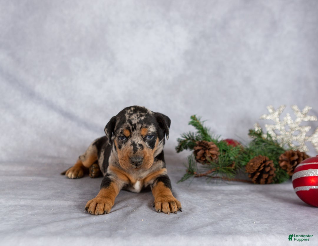 Mixed Breed dogs for sale: Merry - Ad 2