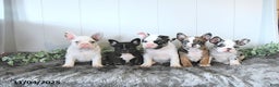 Frug dogs for sale: Miles - Ad 3