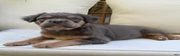 French Bulldog dogs for sale: Cash - Ad 9