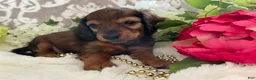 Miniature Dachshund dogs for sale: Moose - Ad 6