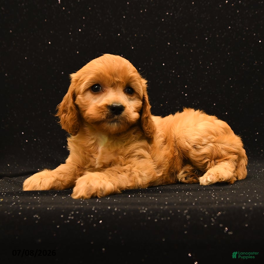 Cavapoo dogs Nova - Ad 1