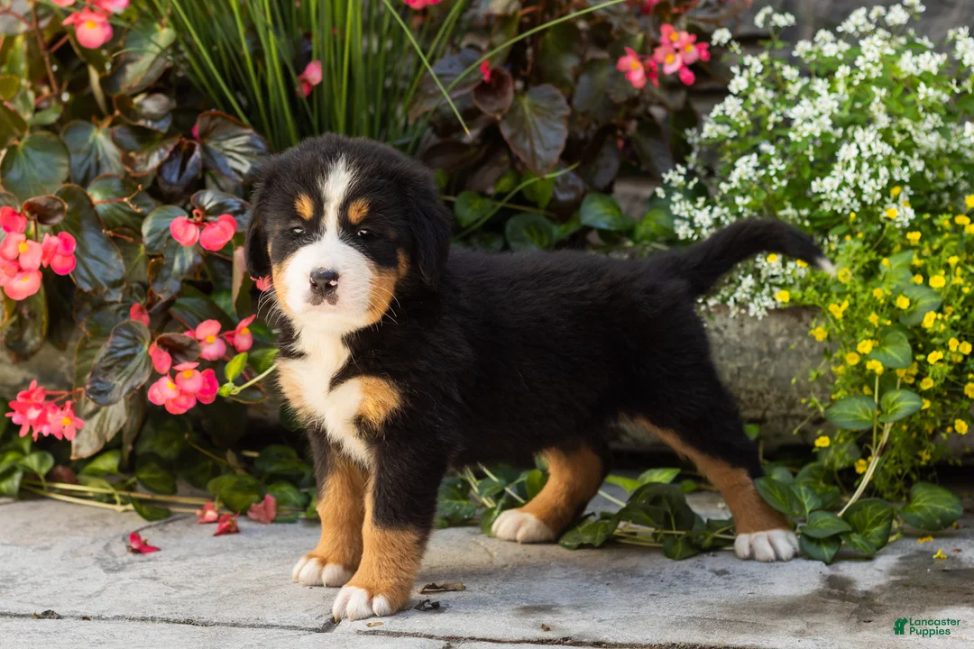 Bernese Mountain Dog dogs for sale: Maddie - Ad 2