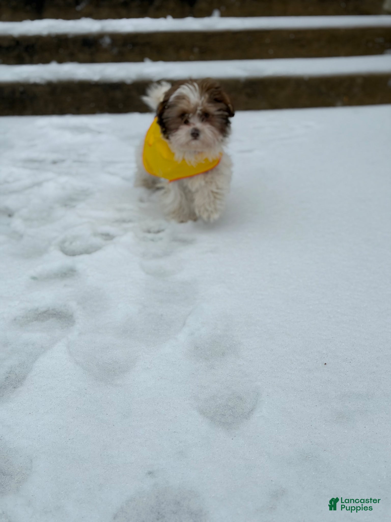 Havanese dogs Havanese Puppy 1 - Ad 1